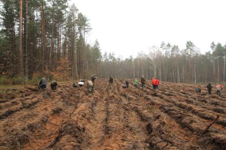 Kilka ujęć z prac lesnych