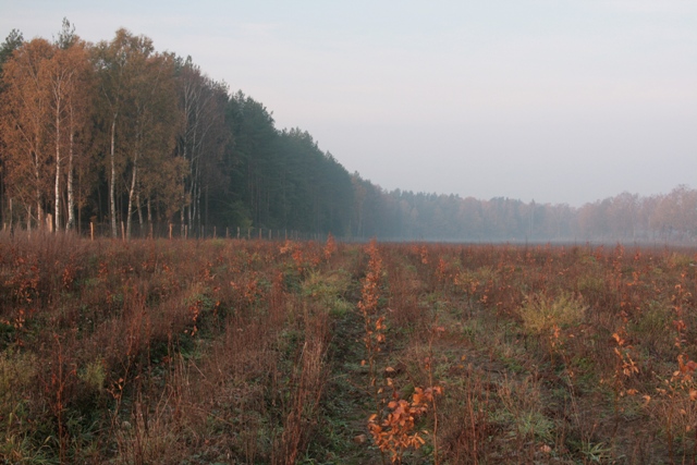 Zalesienie z 2010 roku