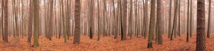 Drzewostan bukowo sosnowy