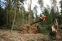 Lista  zagrożeń  mogących wystąpić w lasach