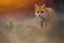 Spotkałeś dzikie zwierzę? Nie panikuj.