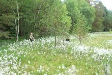 Nabór do Zespołu Lokalnej Współpracy w Nadleśnictwie Tychowo